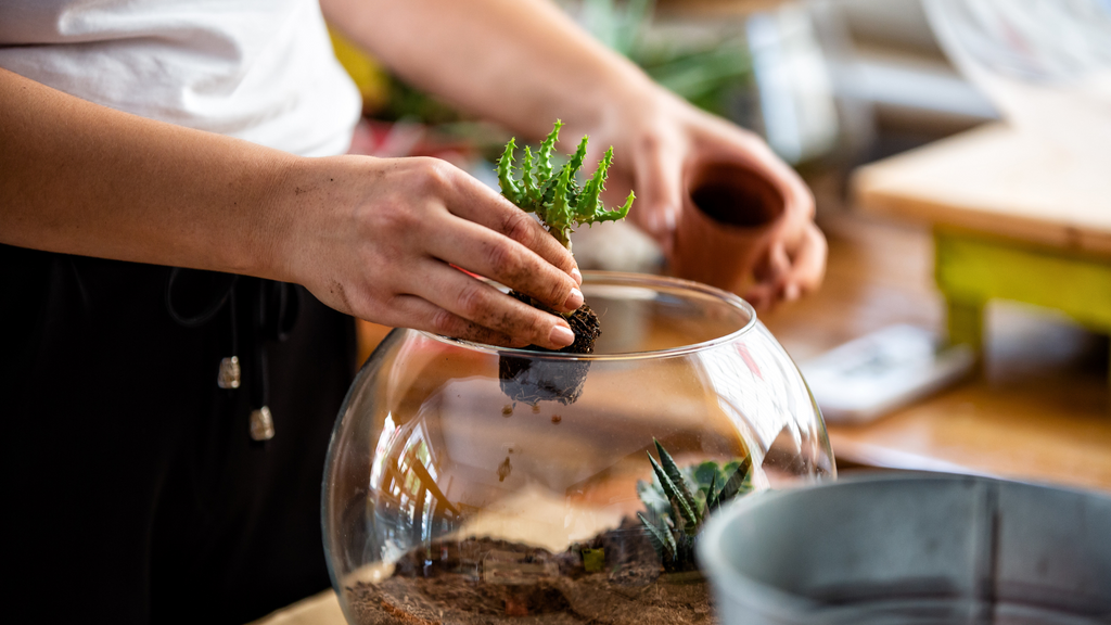 Explore the World of Plants, Seeds, and Terrarium & Aquatic Life: A Guide for Beginners and Enthusiasts