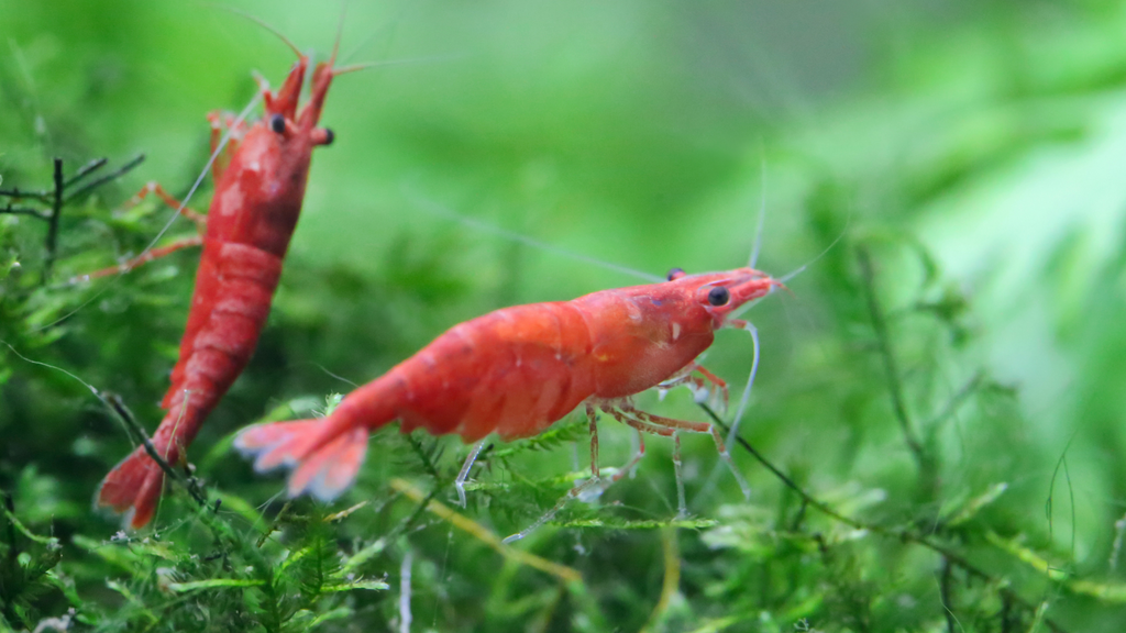 How to Build a Profitable Cherry Shrimp Tank