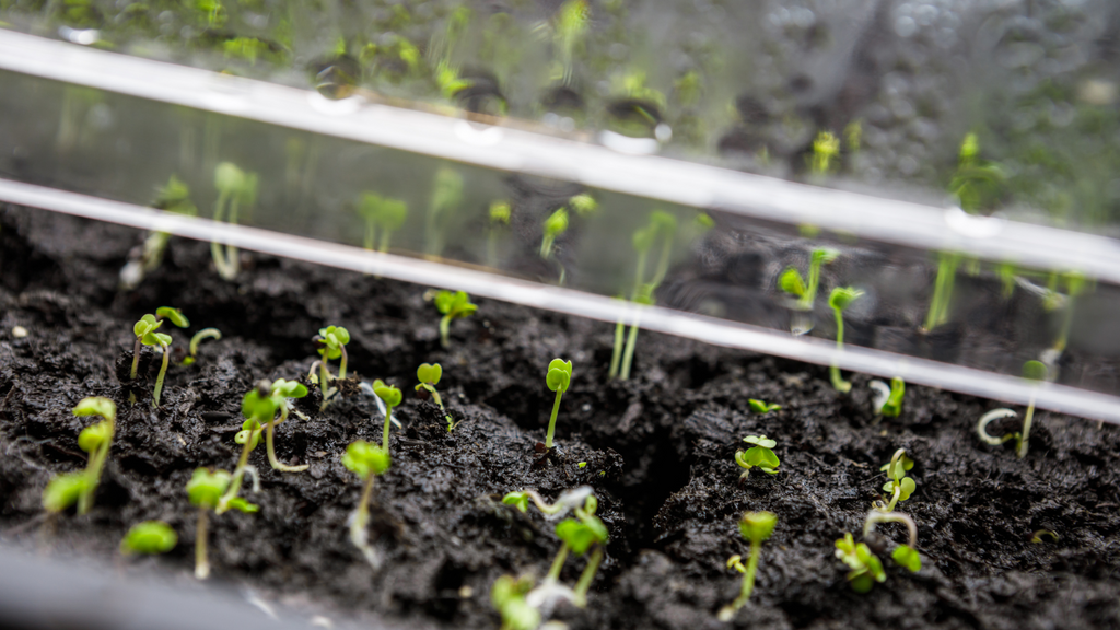 Starting Seeds Indoors: A Guide to Jump-Start Your Spring Garden