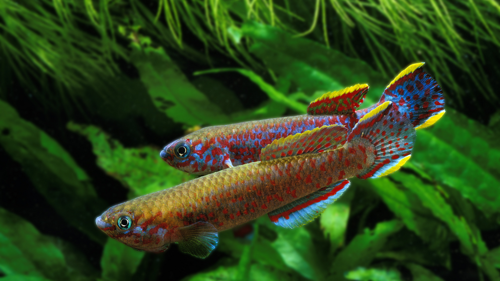 Gardneri Blue Killifish: A Vibrant Addition to Your Aquarium