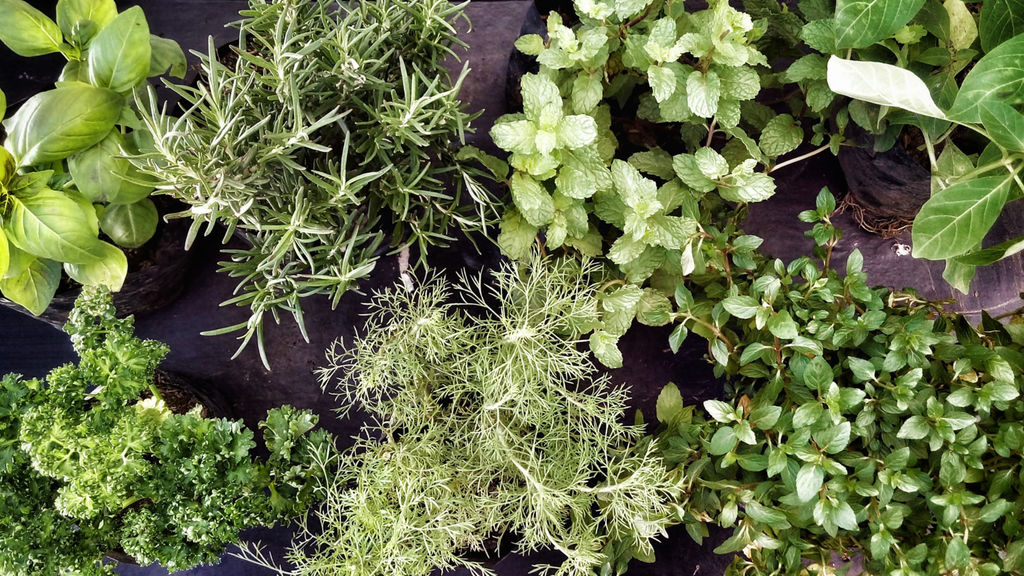 Herb Plants