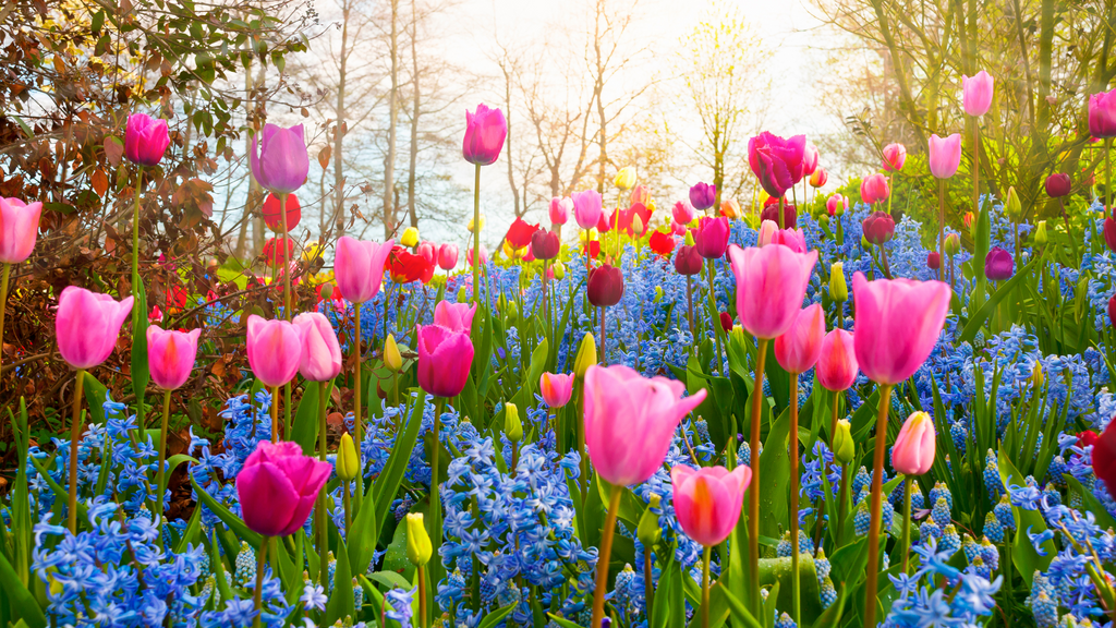 Flower Plants