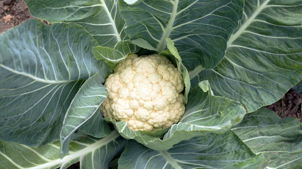 Cauliflower