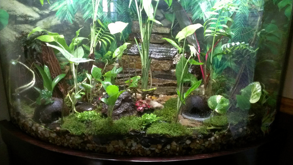 All Terrarium