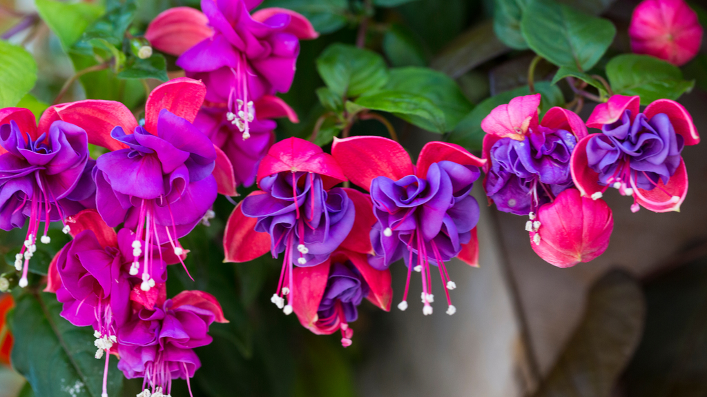 Fuchsia Flower Plants