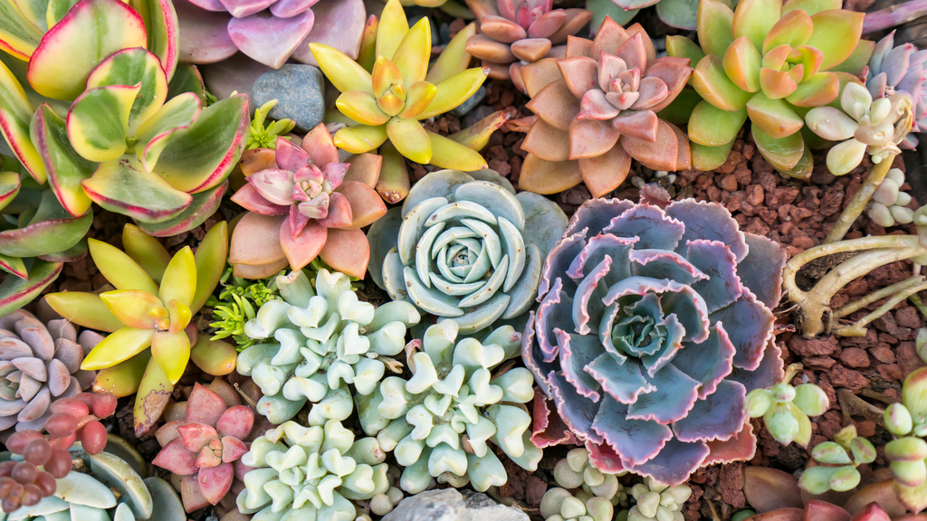 All Succulents