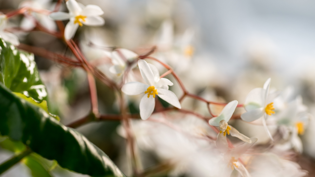 Begonia Indoor Plants