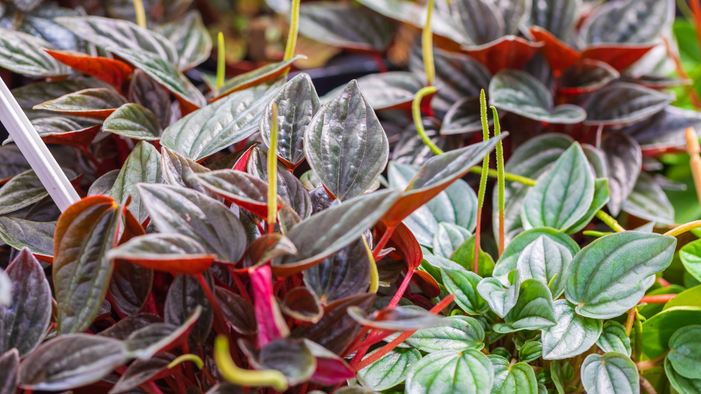 Peperomia Indoor Plants