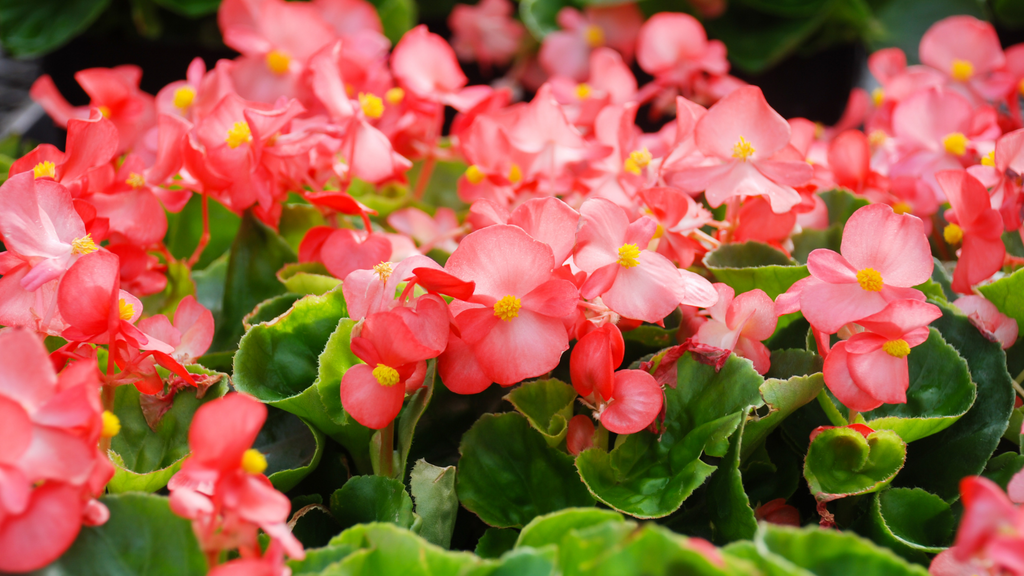 Begonia Flower Plants