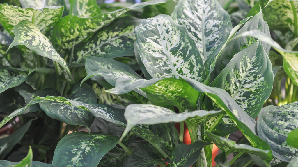 Dieffenbachia Indoor Plants