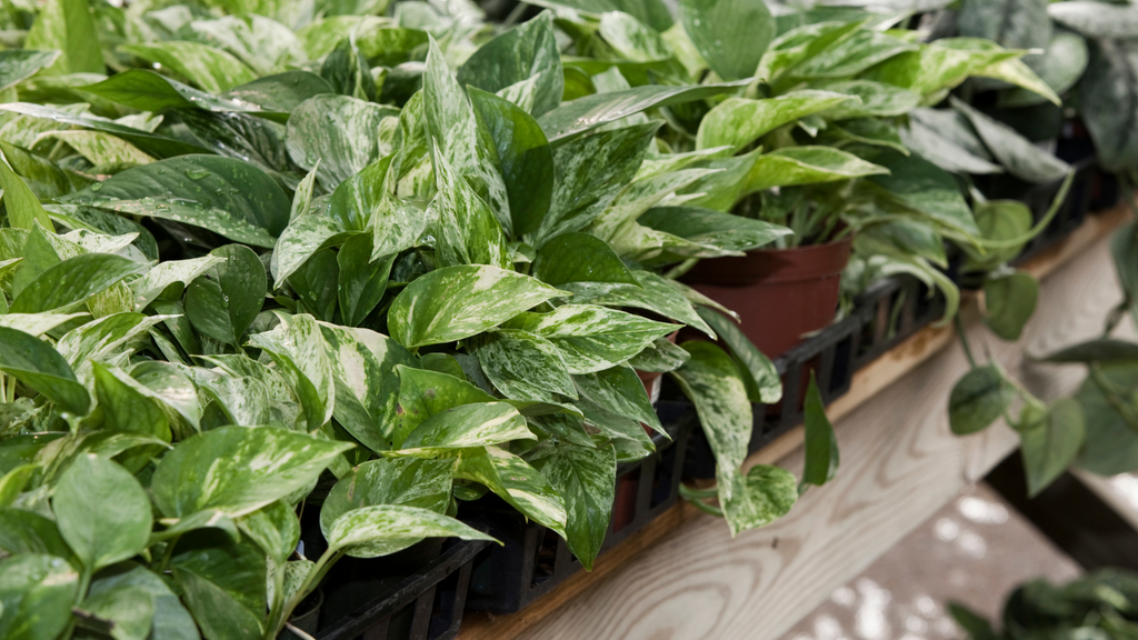 Pothos Indoor Plants