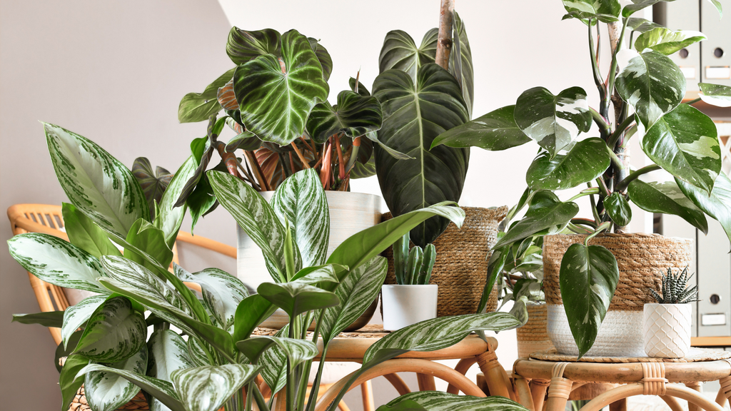 Philodendron Indoor Plants