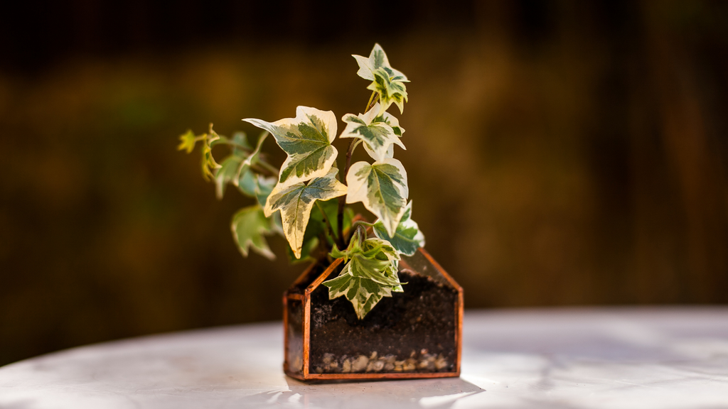 Terrarium Ivy Plants