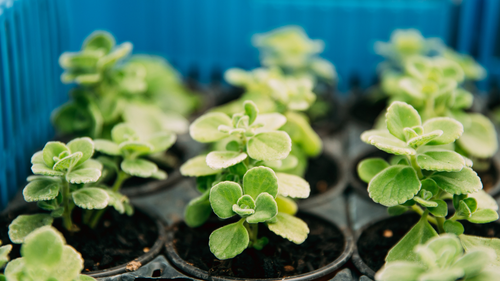 Plectranthus Indoor Plants