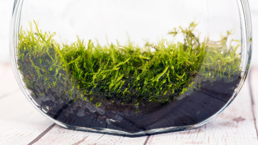 Terrarium Moss Plants