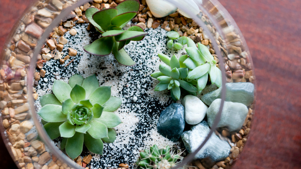 Terrarium Succulents Plants