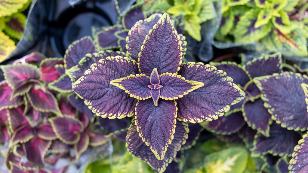 Terrarium Coleus Plants