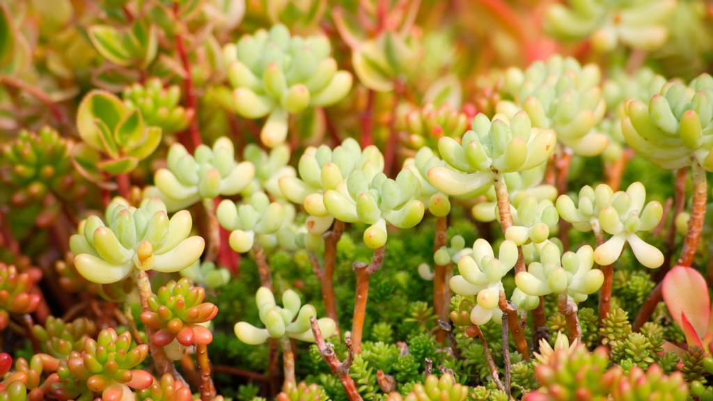 Sedum Succulent Plants