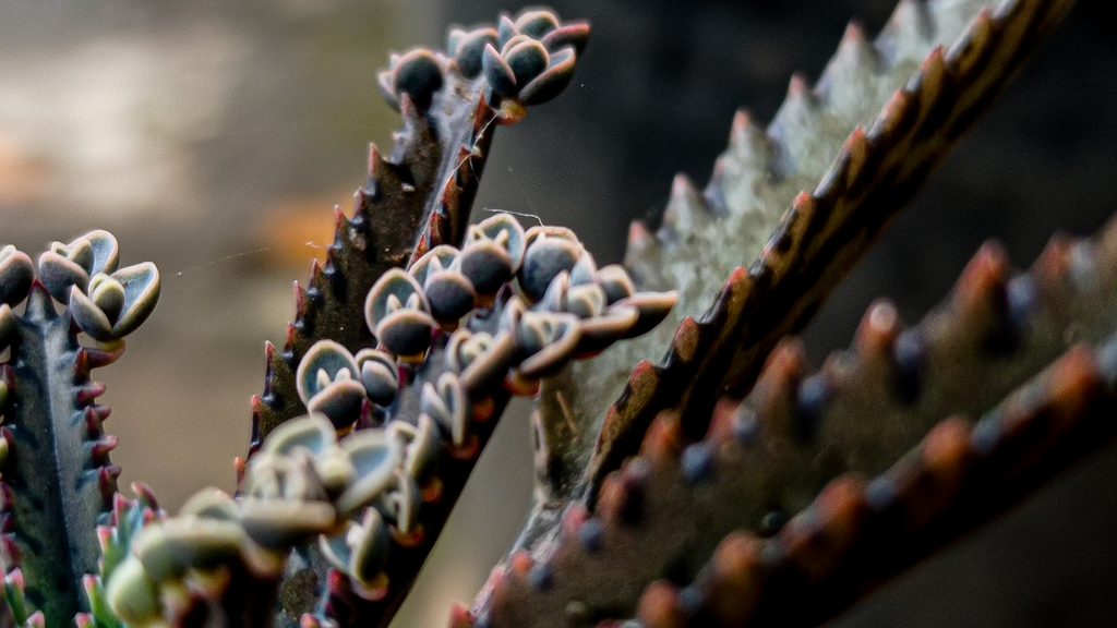 Kalanchoe Succulent Plants