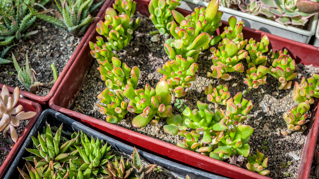 Crassula Succulent Plants