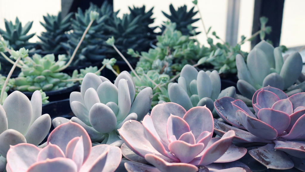 Echeveria Succulent Plants