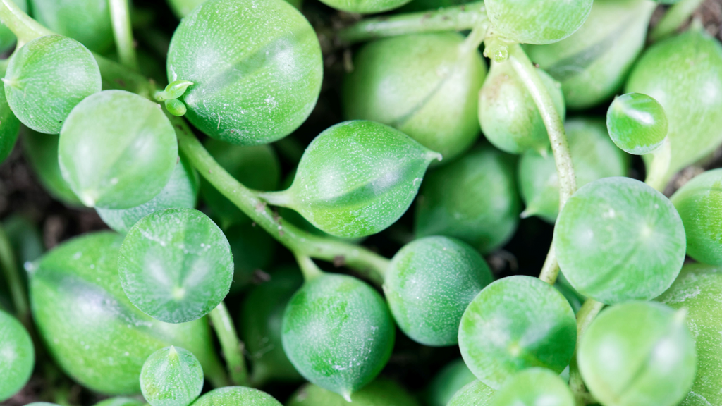 Senecio Succulent Plants