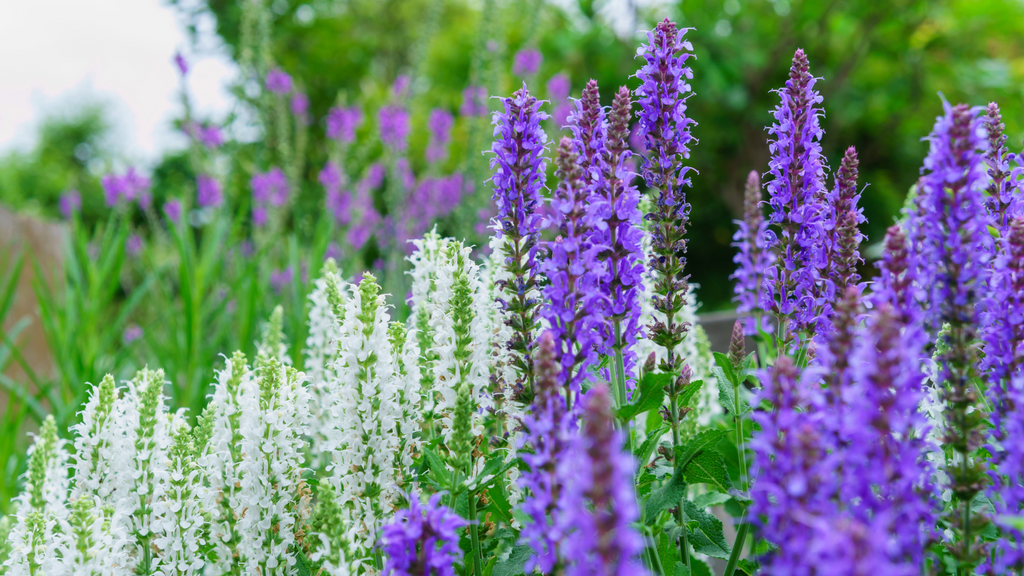 Outdoor Salvia Plants