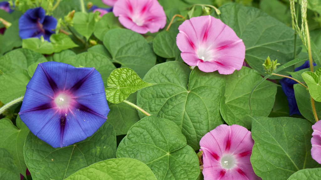 Outdoor Ipomoea Plants