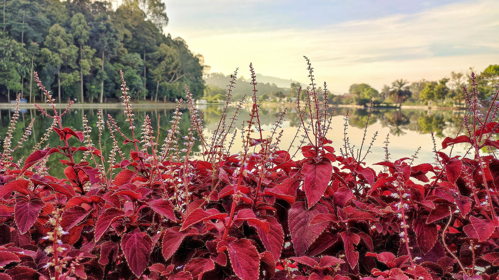 Outdoor Coleus Plants