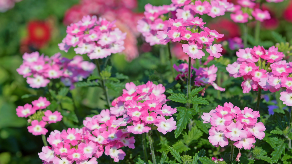 Outdoor Verbena Plants