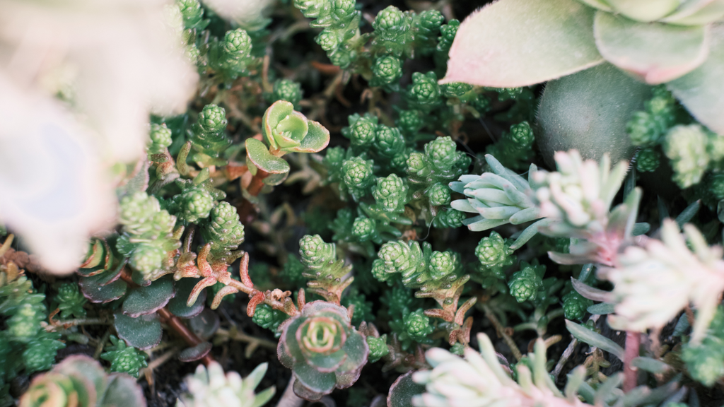 Outdoor Sedum Plants