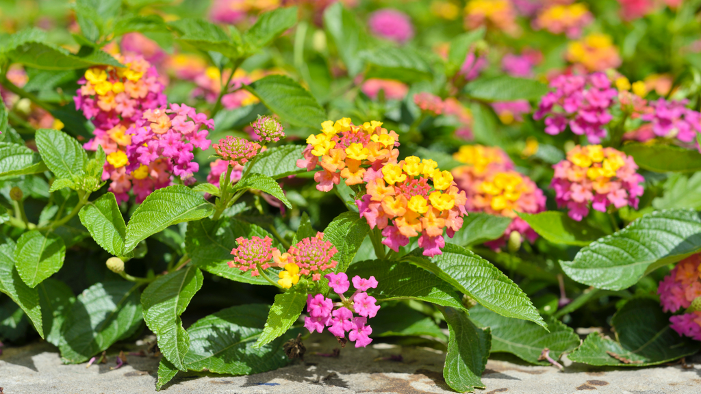 Outdoor Lantana Plants