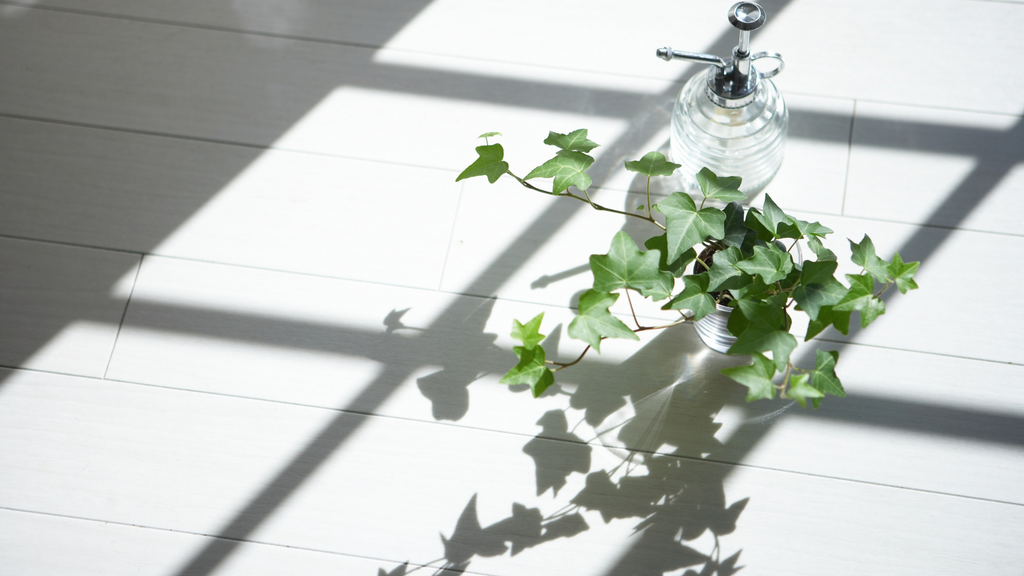 Hedera Ivy Indoor Plants