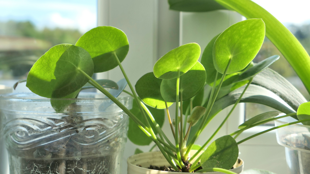 Pilea Indoor Plants