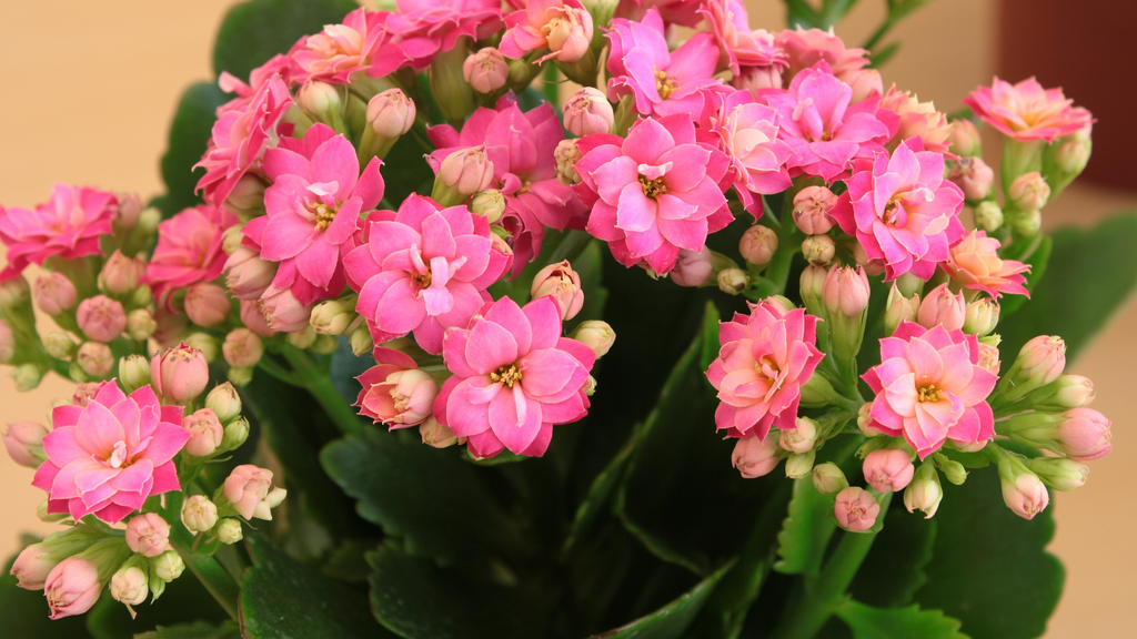 Kalanchoe Indoor Plants