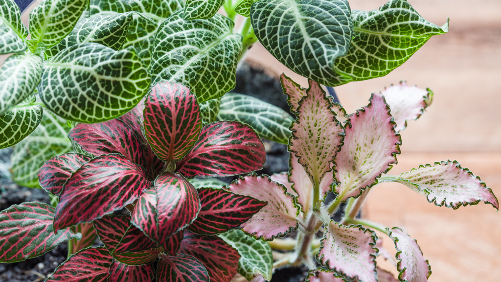 Fittonia Indoor Plants