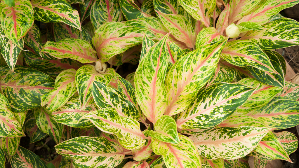 Aglaonema Indoor Plants