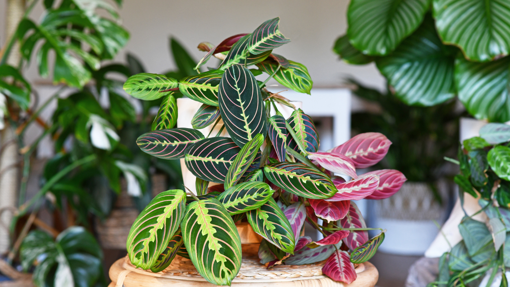 Maranta Indoor Plants