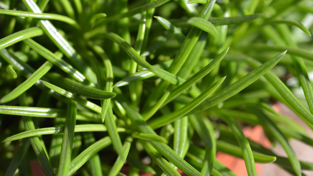 Senecio Indoor Plants