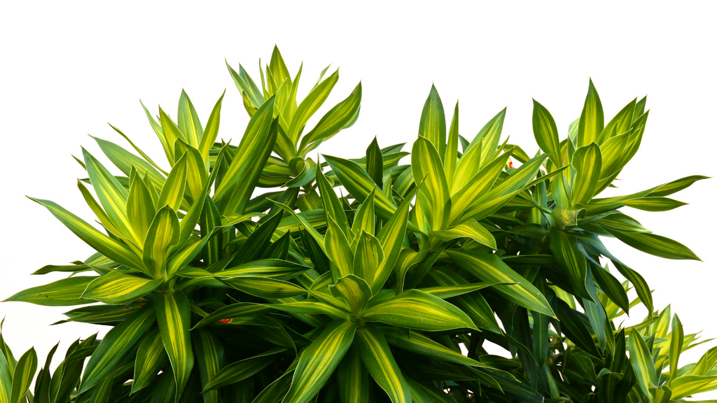 Dracaena Indoor Plants