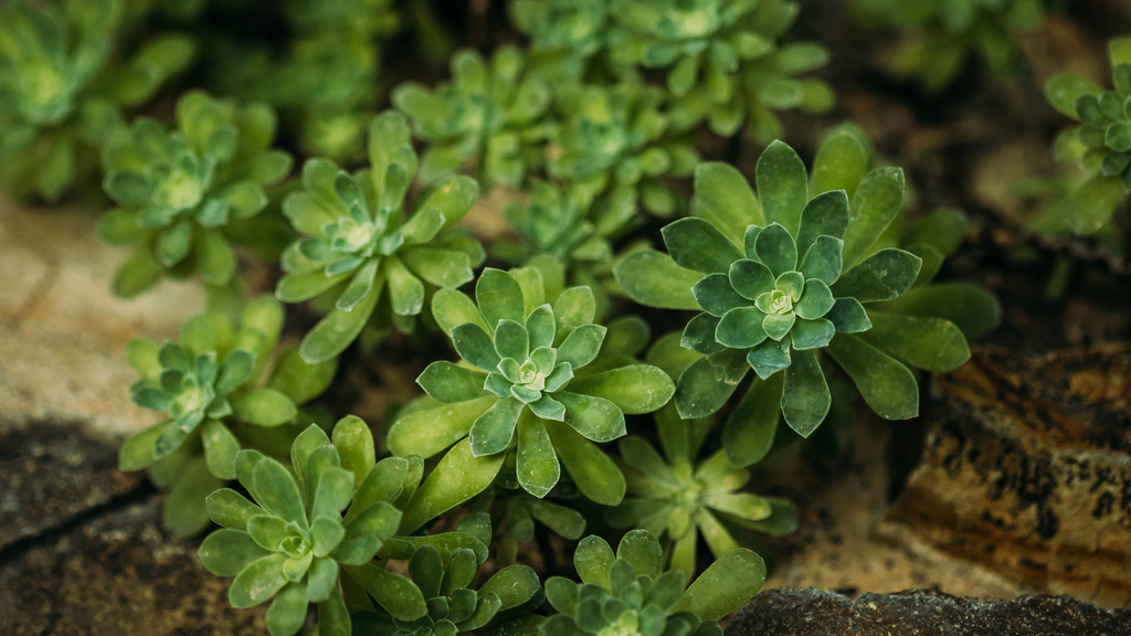 Sedum Indoor Plants