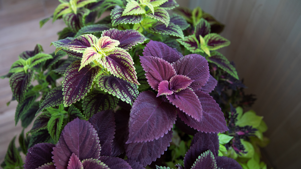 Coleus Indoor Plants