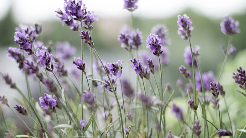 Lavender Flower Plants