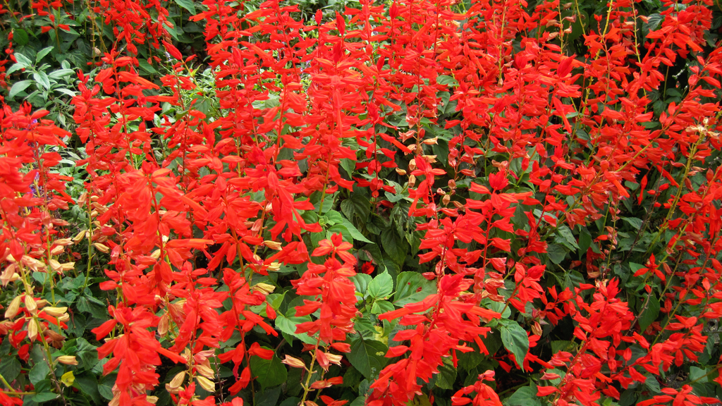 Salvia Flower Plants