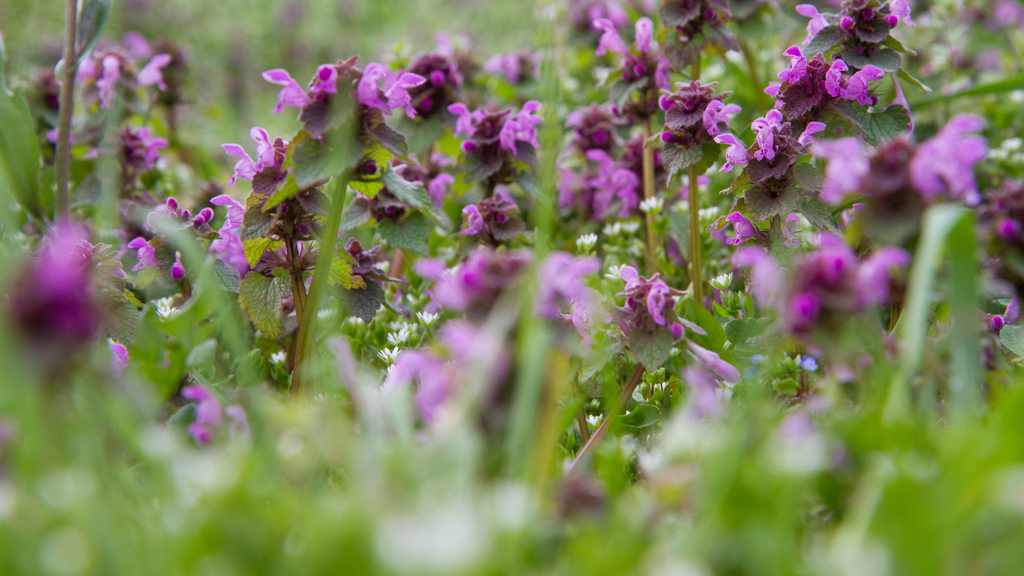 Lamium Flower Plants