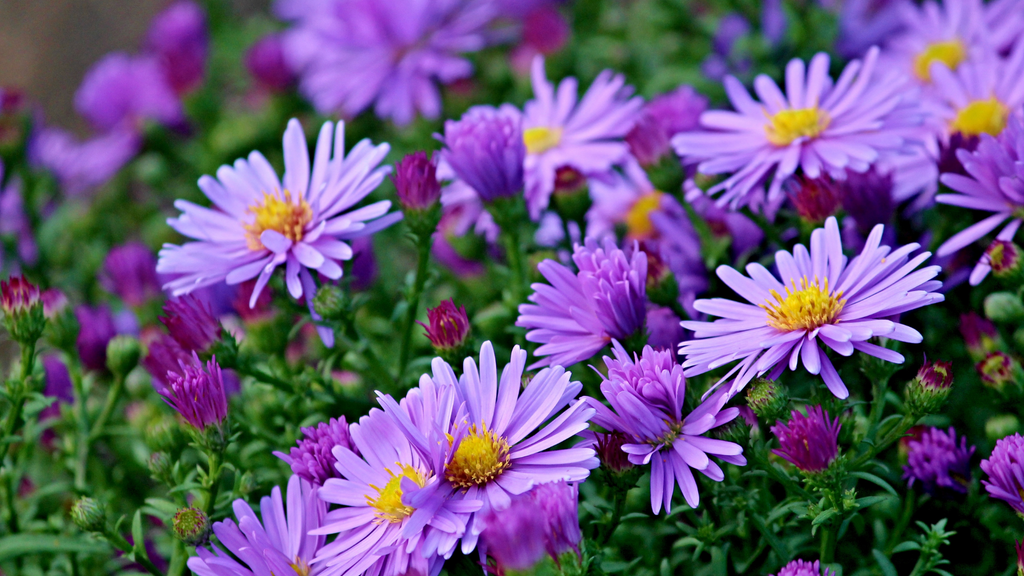 Aster Flower Plants