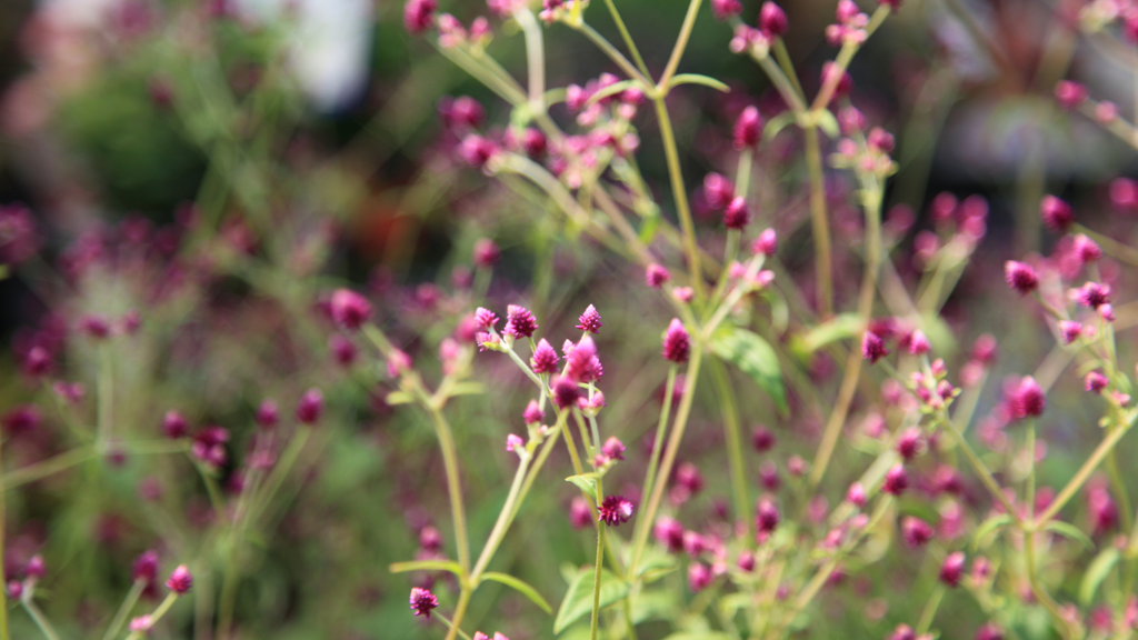 Alternanthera Flower Plants