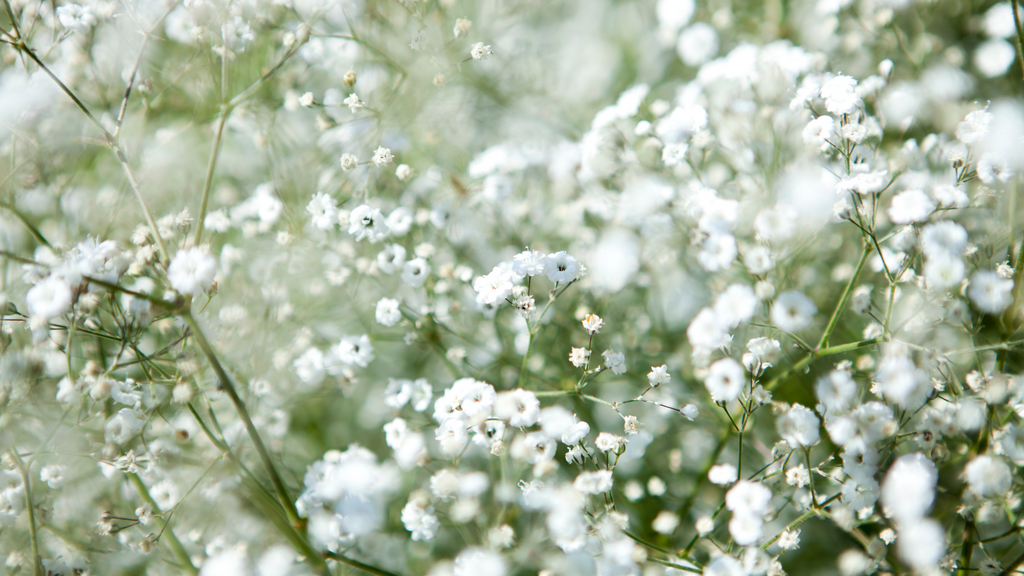 Gypsophila Flowers Plants