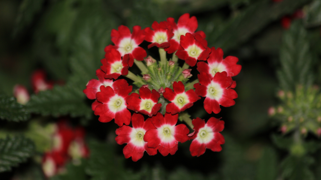 Verbena Flowers Plants