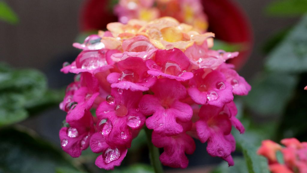 Lantana Flowers Plants